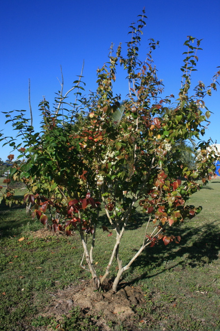 Brazilian Cherry tree image